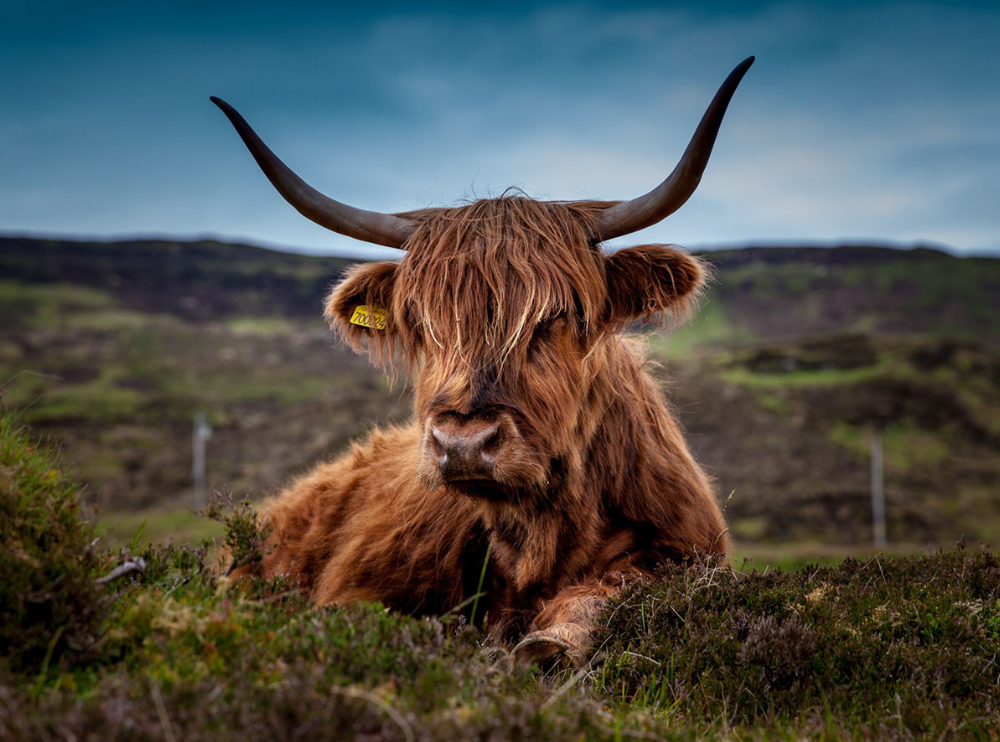 Hassle Free Transport of Shotguns to Scottish Highlands